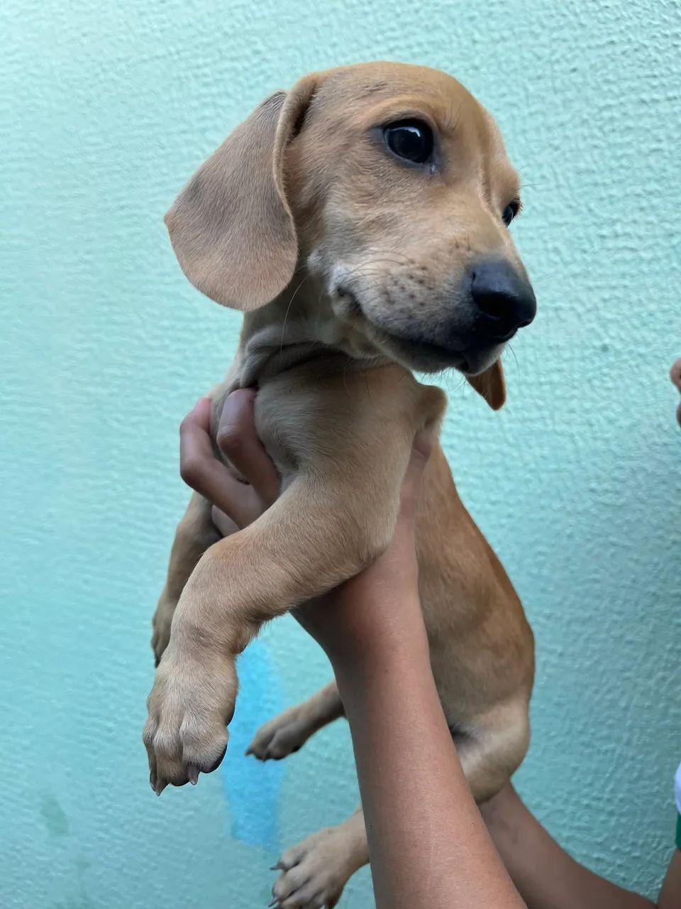 Dachshund MACHO FILHOTE - Foto 2