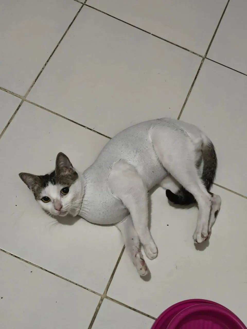 Doação responsável  - Foto 5