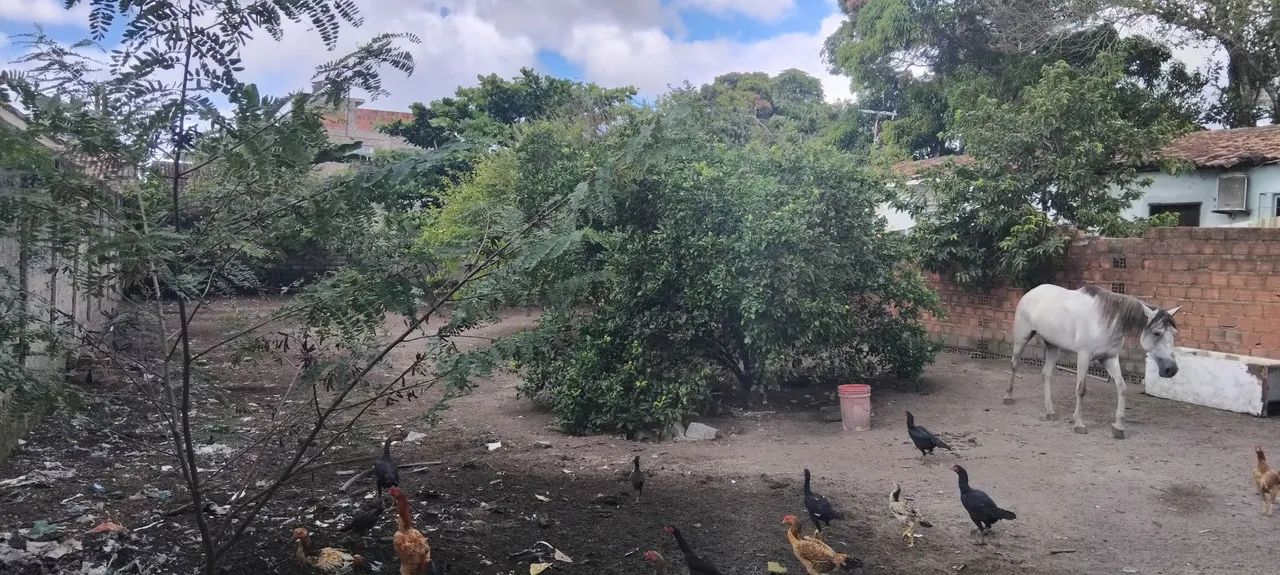 Terreno em Rio Largo, próximo ao aeroporto. - Foto 5