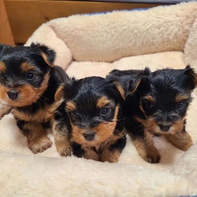 Yorkshire micro raça pura - macho e femea lindos