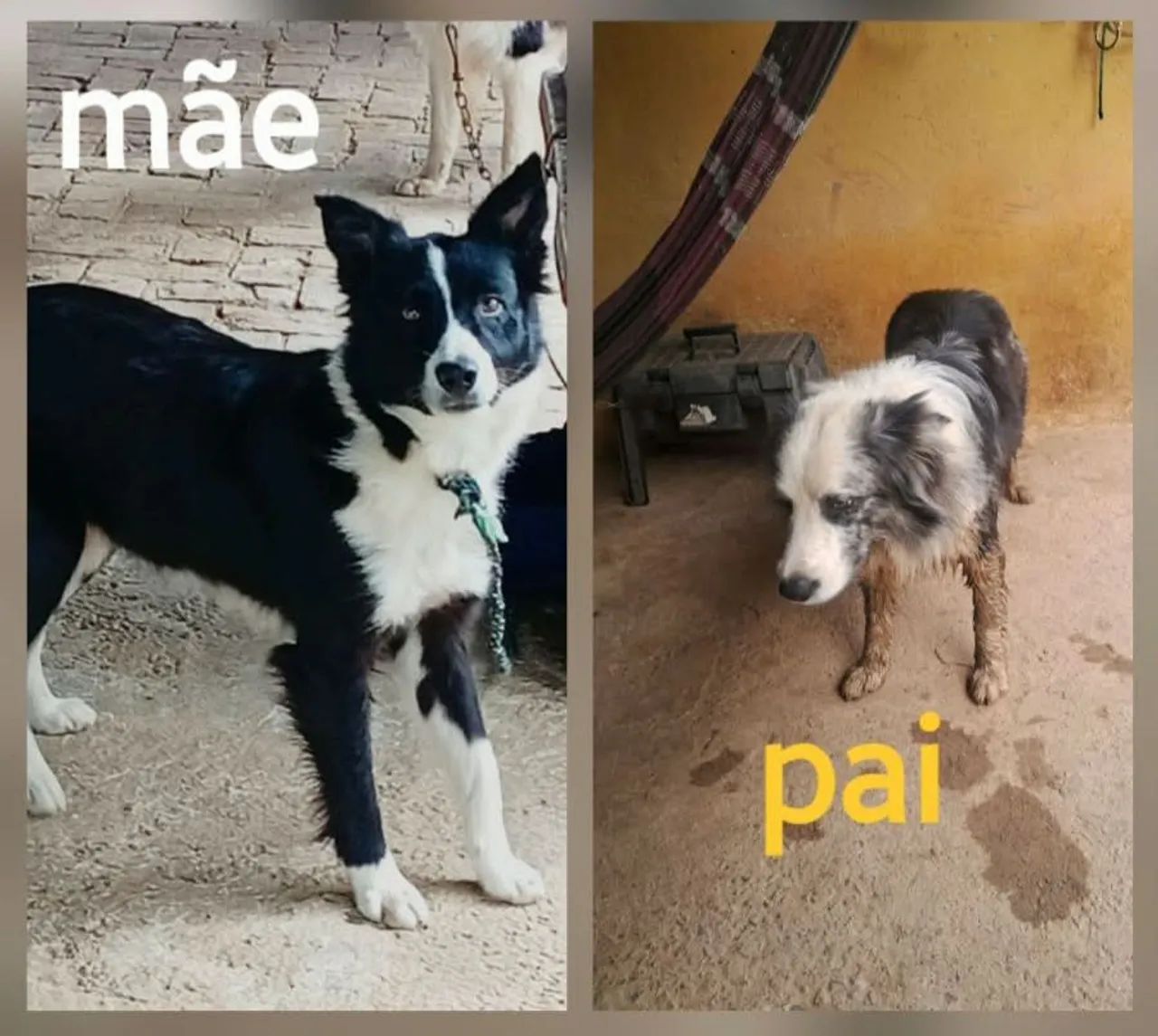 Border collie  - Foto 3