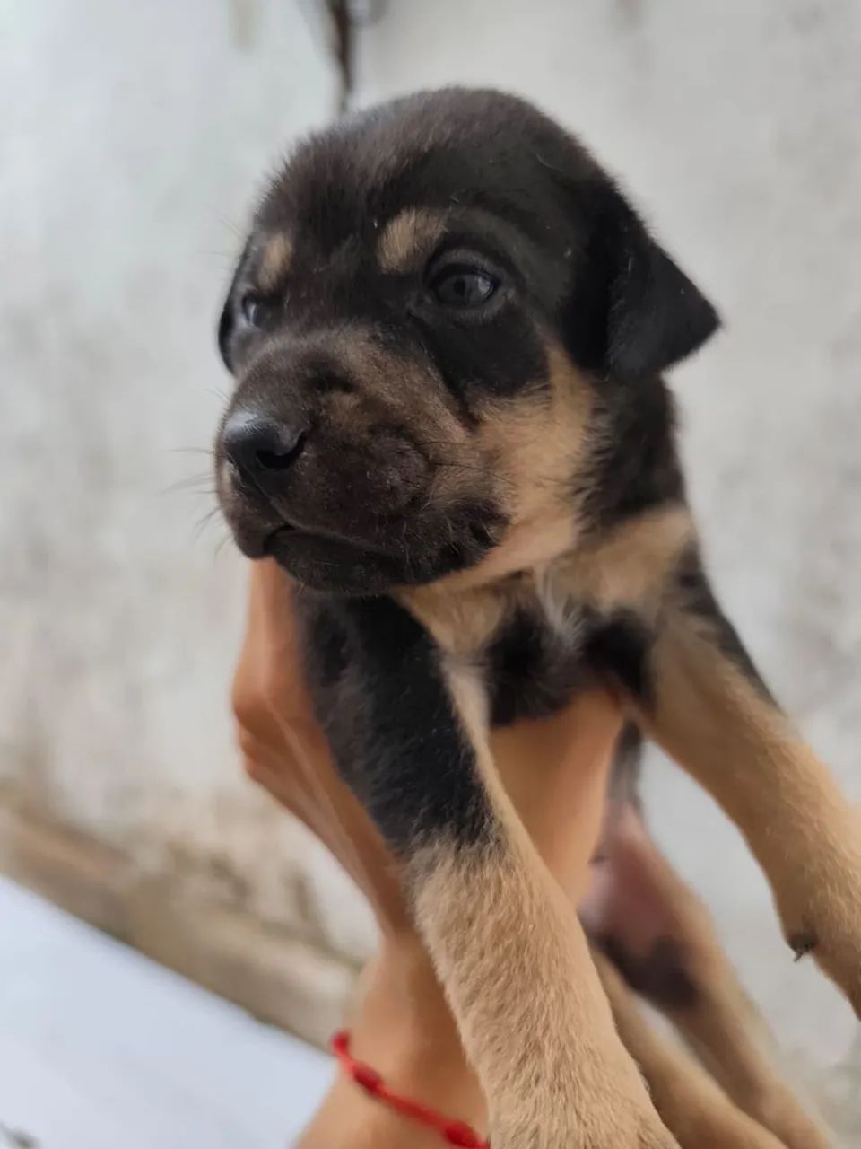 Adoção Filhotes Macho SRD - Foto 2