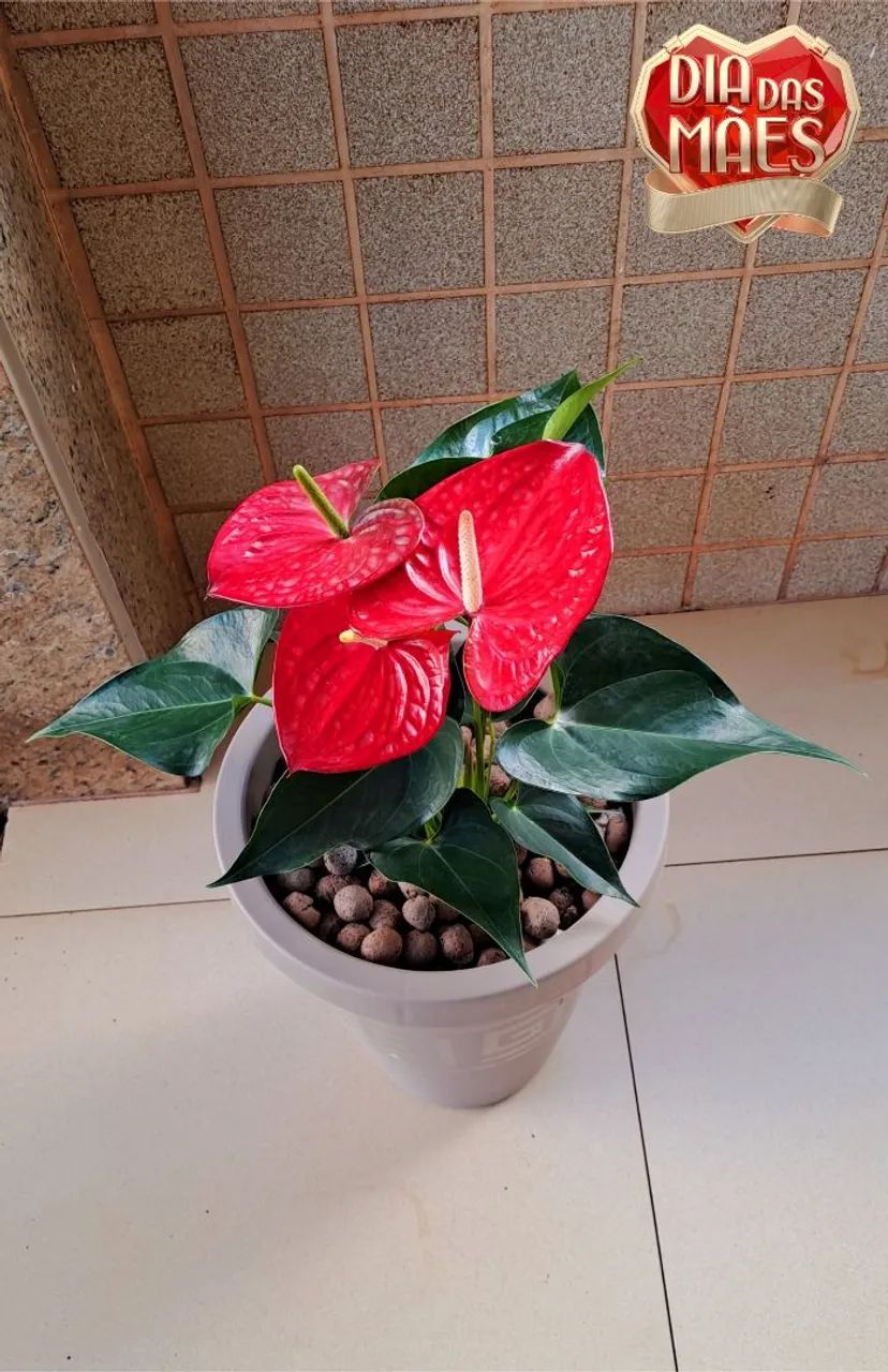 Antúrio Vermelho Natural no Vaso Completo!!<br>Promoção Dia das mães R$129,99 - Foto 3