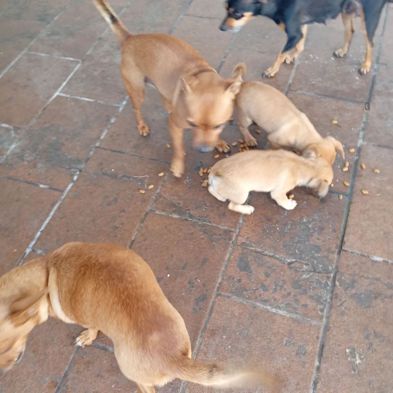 Cachorro Pit no - Foto 3