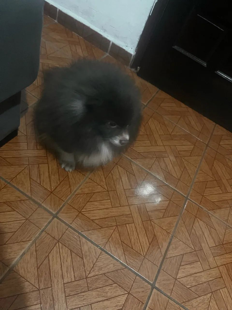 Spitz 