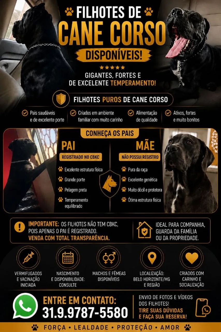 Cane Corso - Filhotes