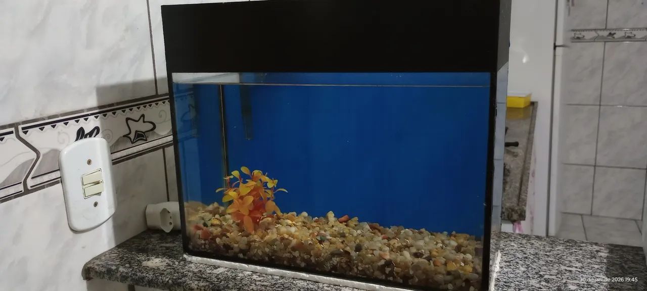 Aquário 24 litros 