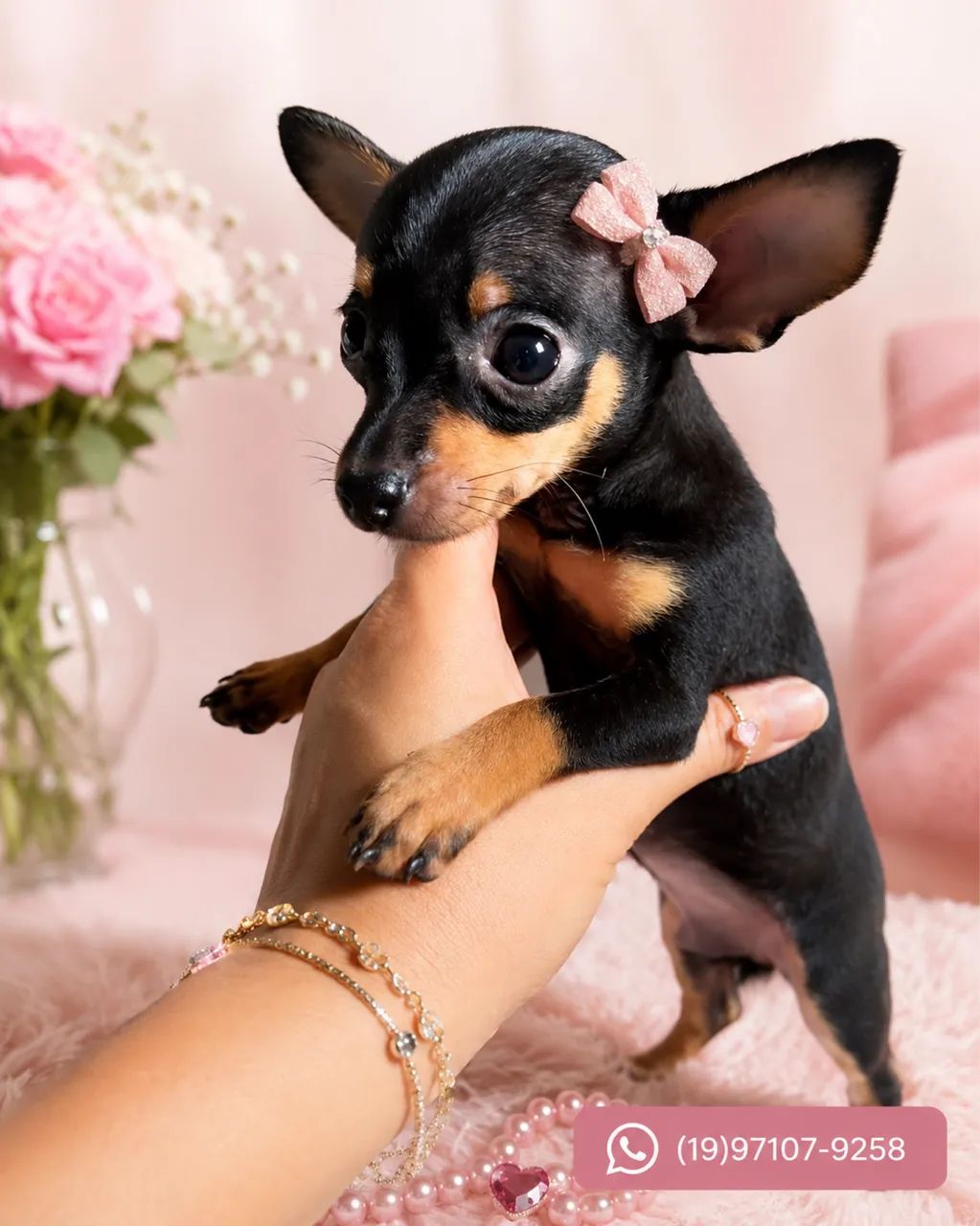 Pinscher 