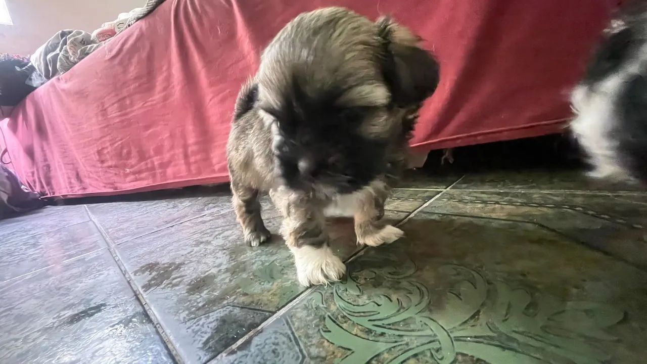 Filhotes de Shitzu  - Foto 3