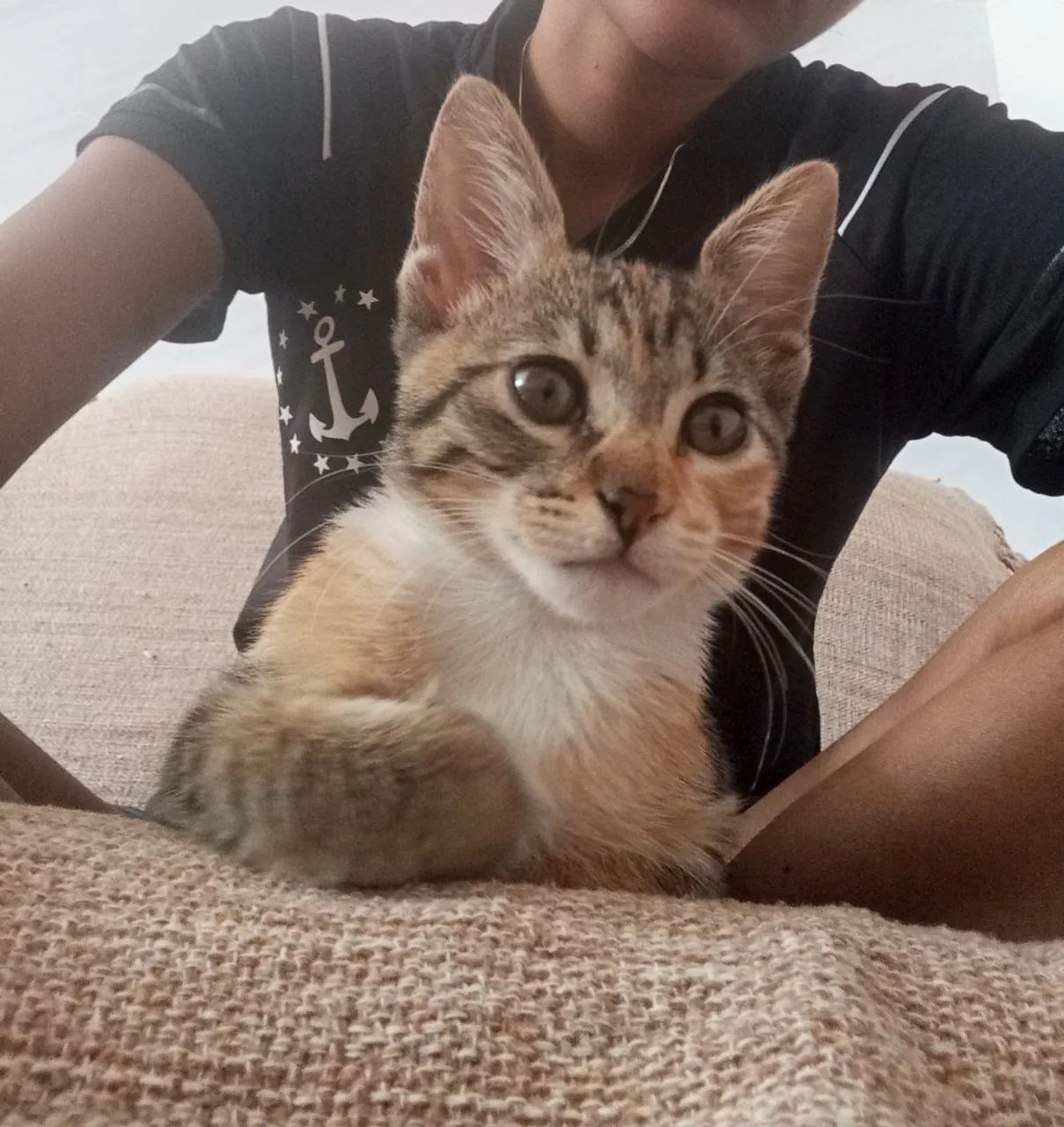 Gata para doação  - Foto 3