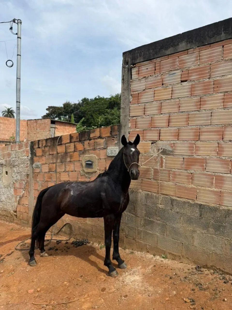 Egua a venda