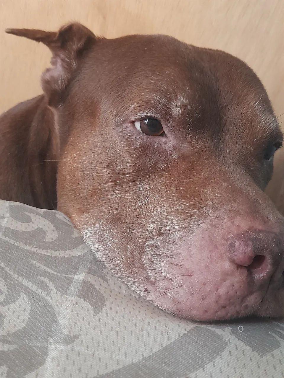 Pitbull para adoção  - Foto 2