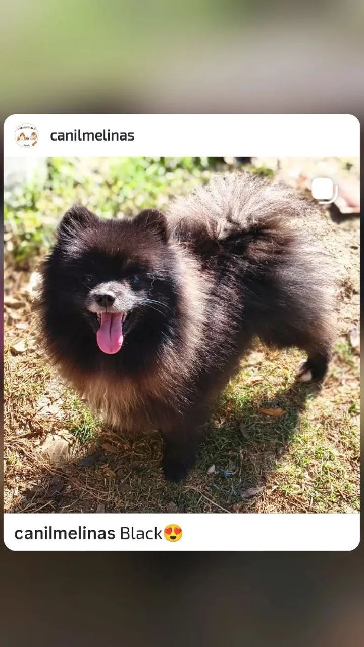 Filhotes de Spitz alemão  - Foto 3