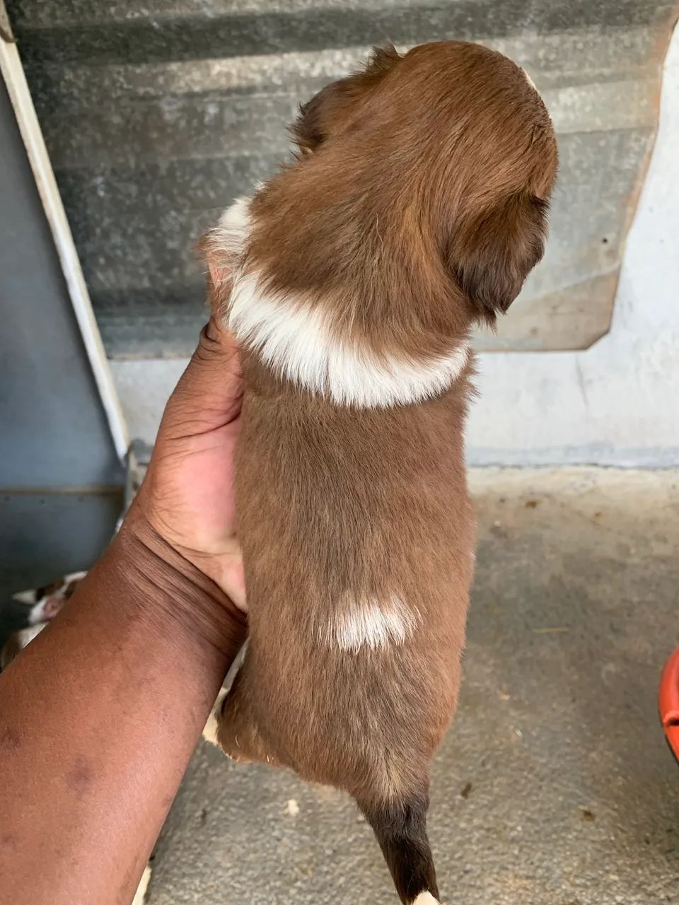 SHIH TZU LINHAGEM PEQUENA - Foto 2