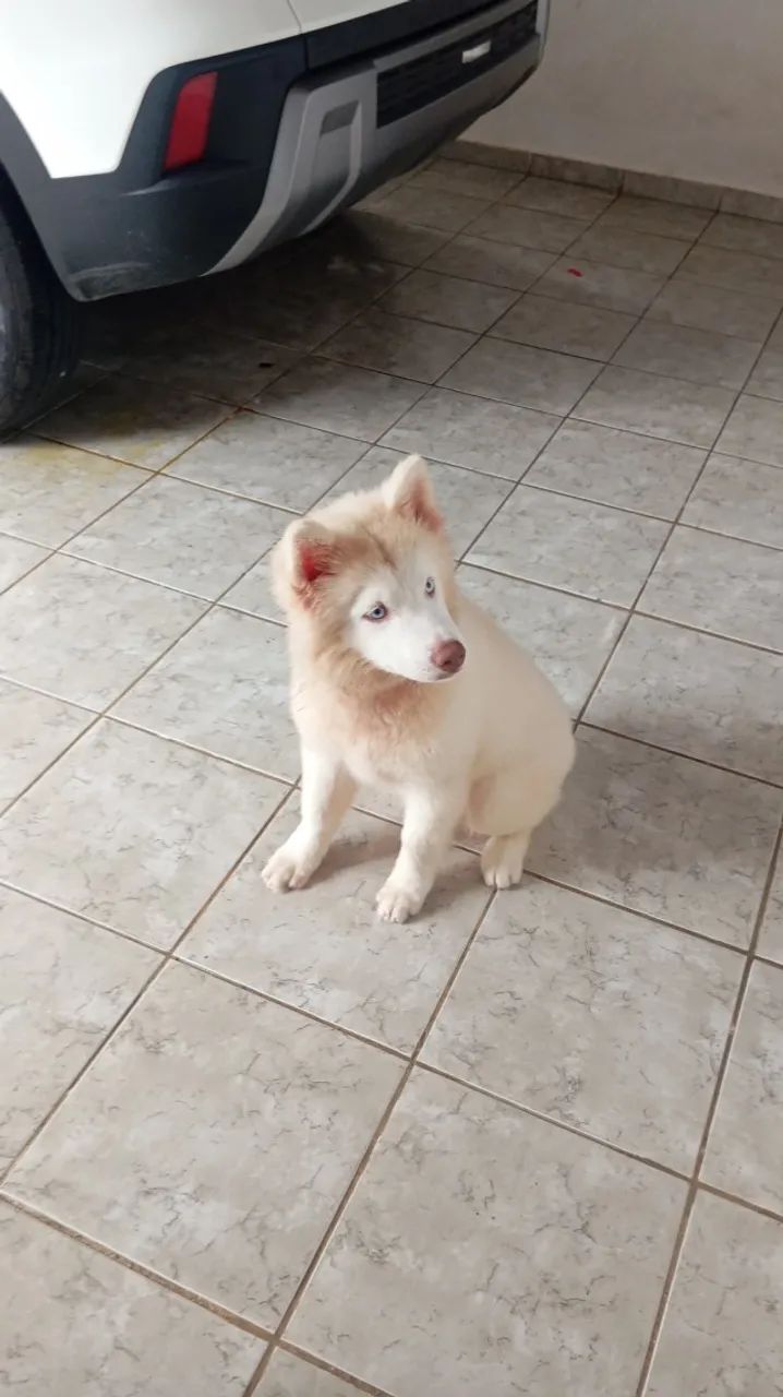 Husky  - Foto 5