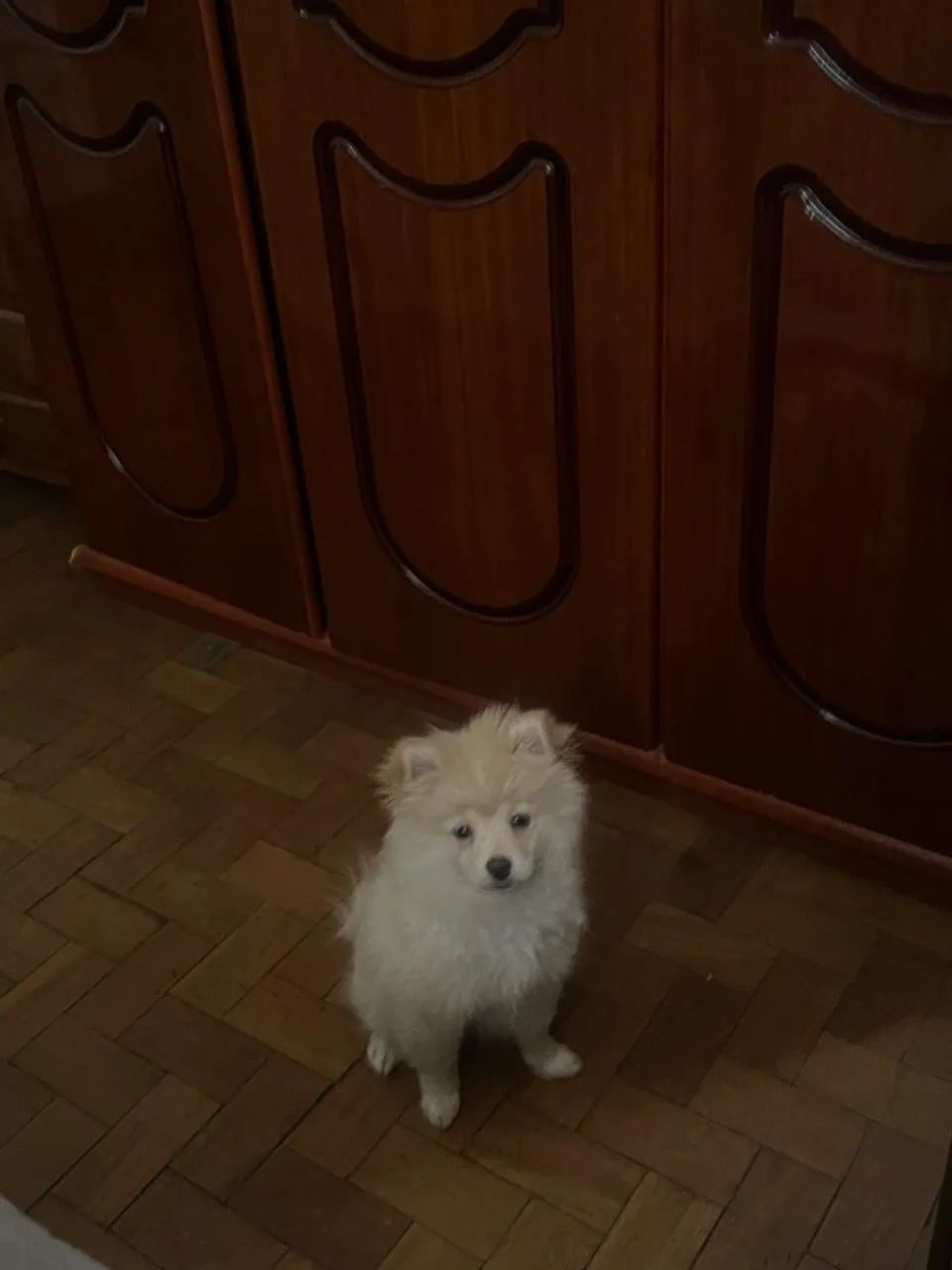 Vendo filhote de Spitz Alemão macho  - Foto 2