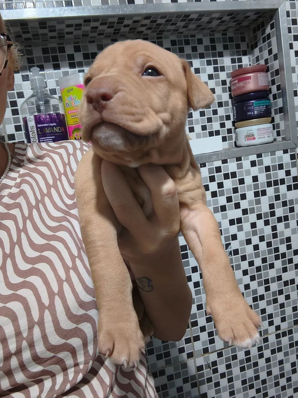 Venda de pitbull - Foto 3