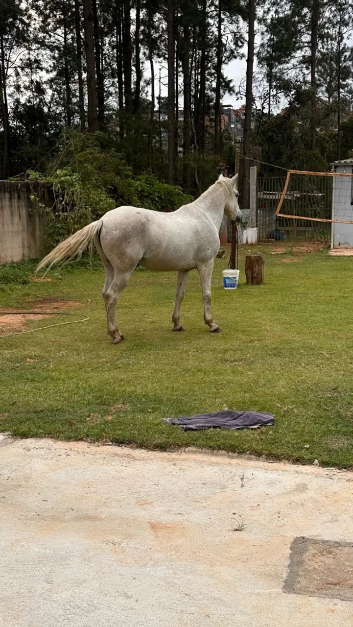 Cavalo  - Foto 4