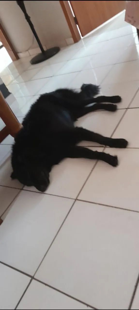 Estou doando - Foto 4