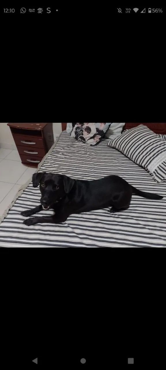 Doação responsável  - Foto 2