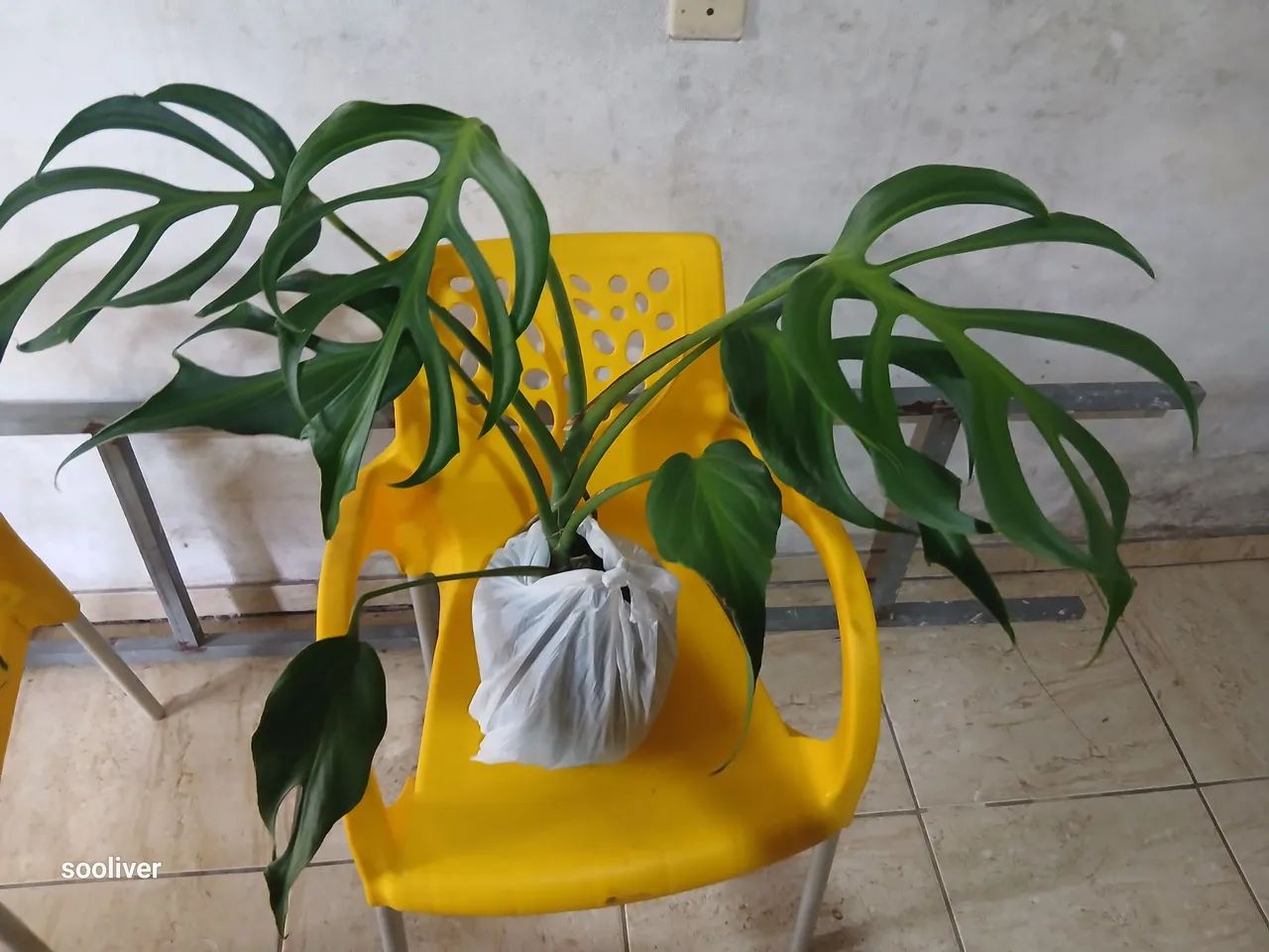 Monstera Burle MárX - Foto 2