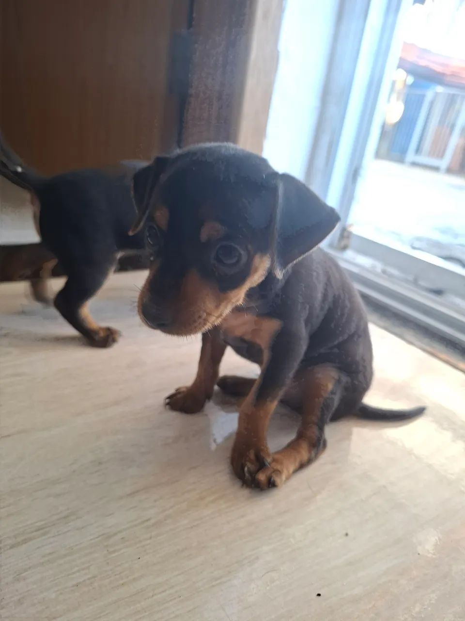 Filhotes de Pinscher  - Foto 3