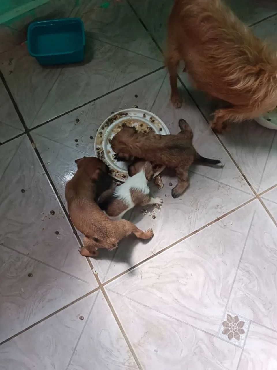 Filhotes pinscher  - Foto 3