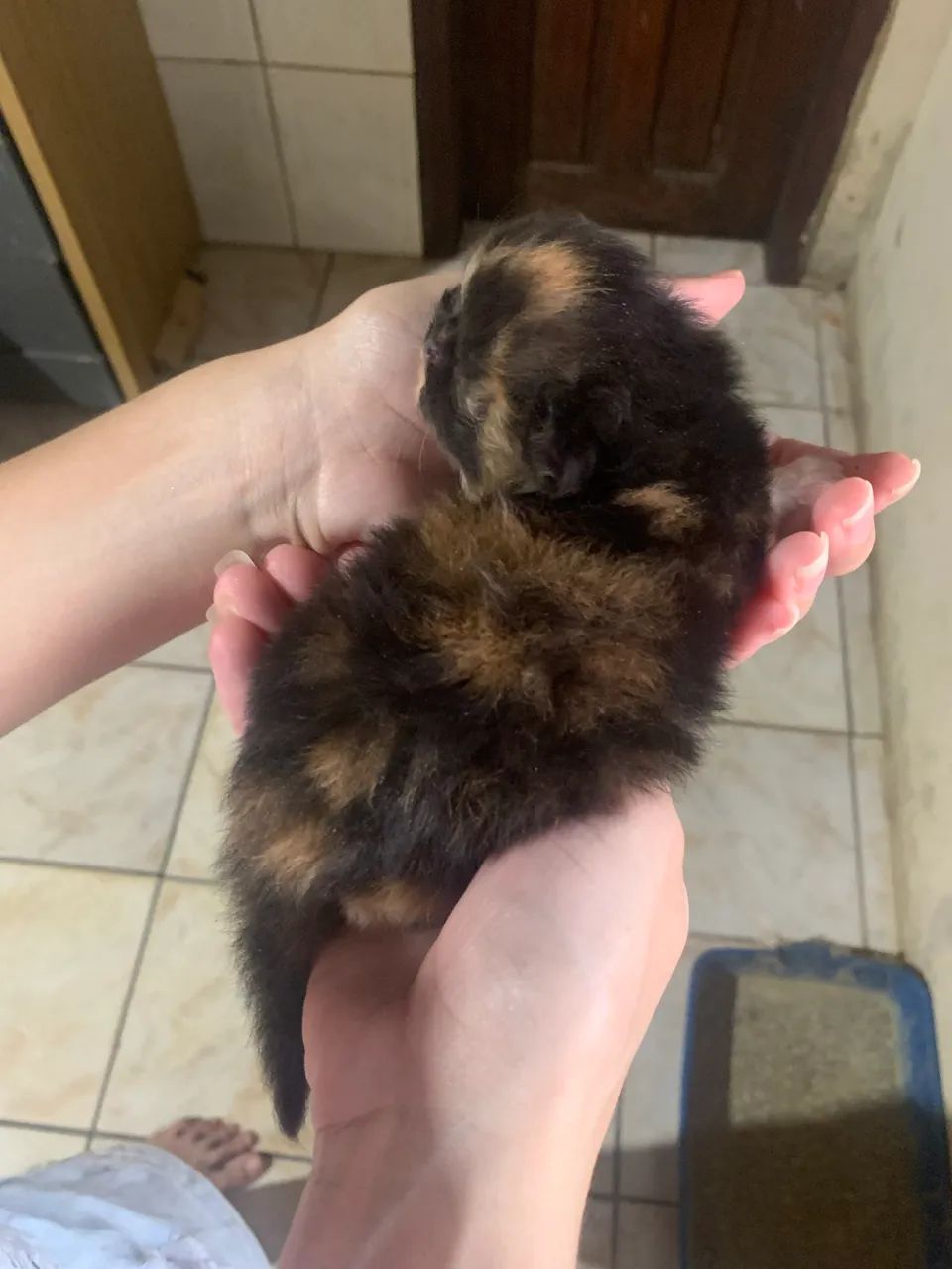 Gato persa - Foto 2