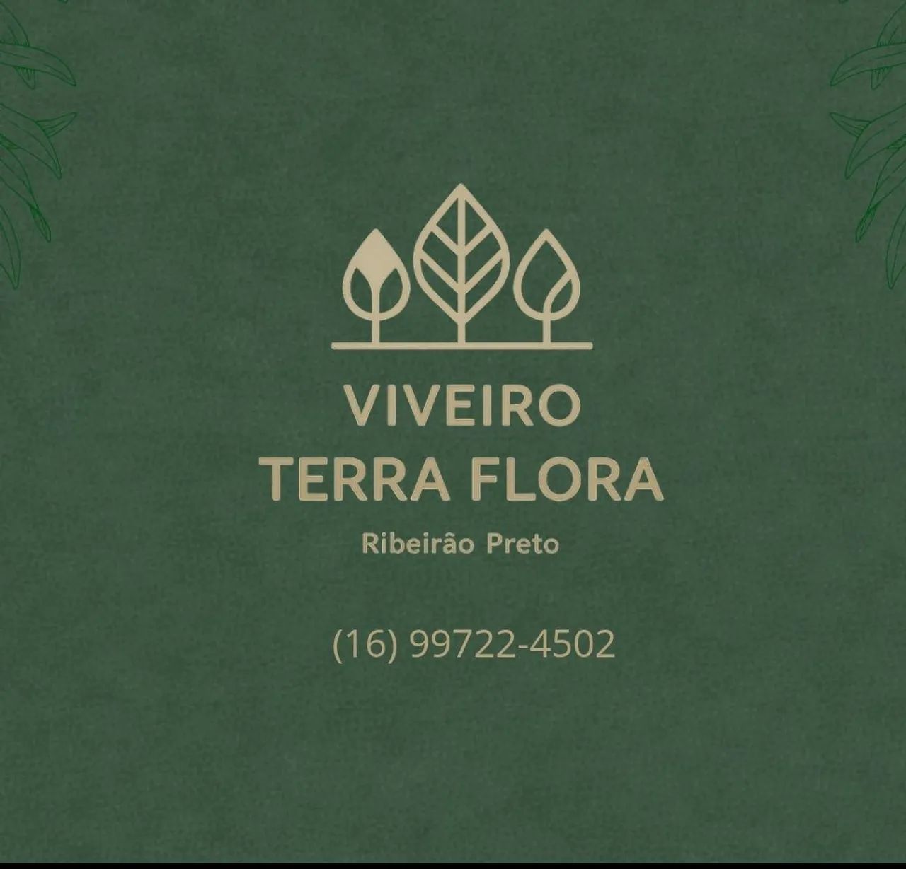 Mudas frutíferas em Ribeirão Preto  - Foto 6