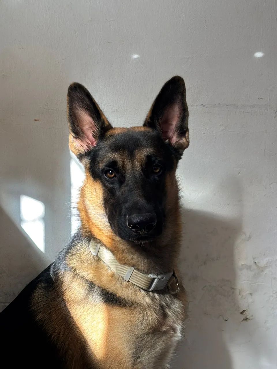 procura uma namorada pastor malinois  - Foto 2