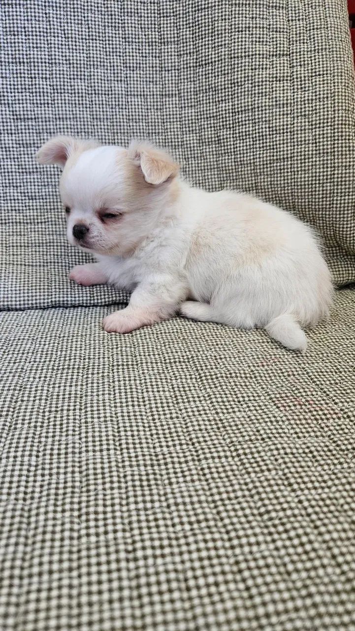 Chihuauha  - Foto 3