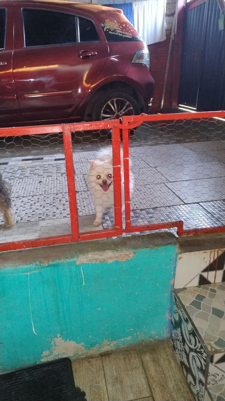 Splitz alemã macho anão  - Foto 2