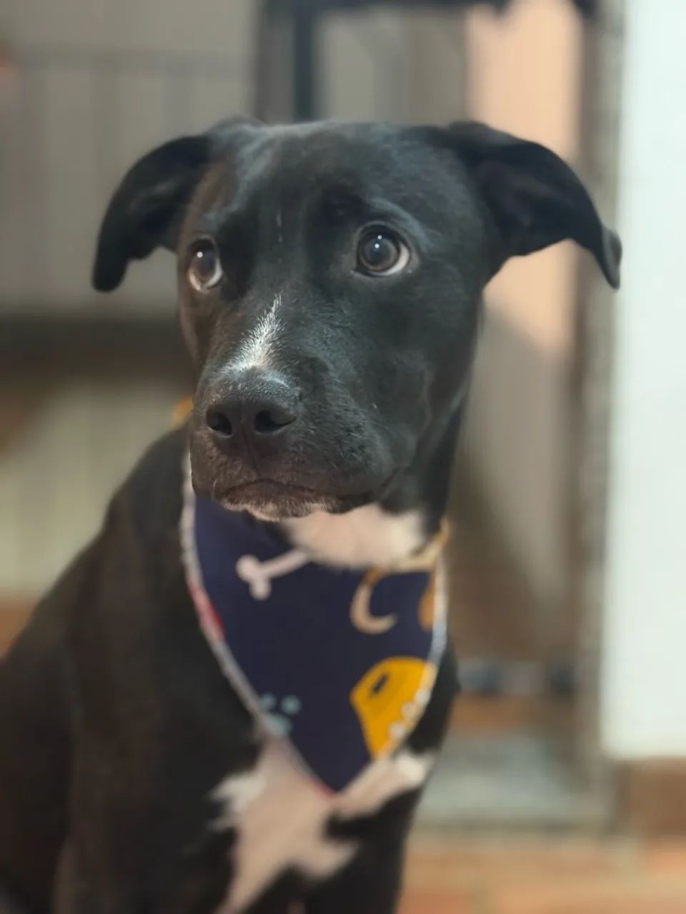 Cachorro adoção  - Foto 3