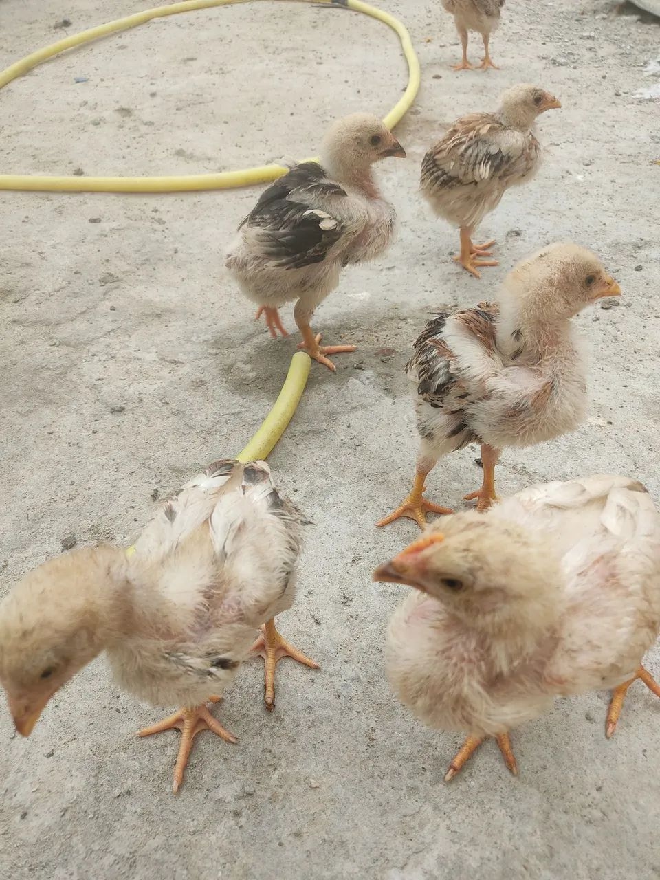 Galinhas, galos e pintinhos - Foto 2