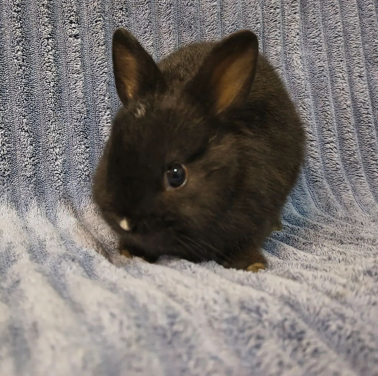 Mini coelho  - Foto 3