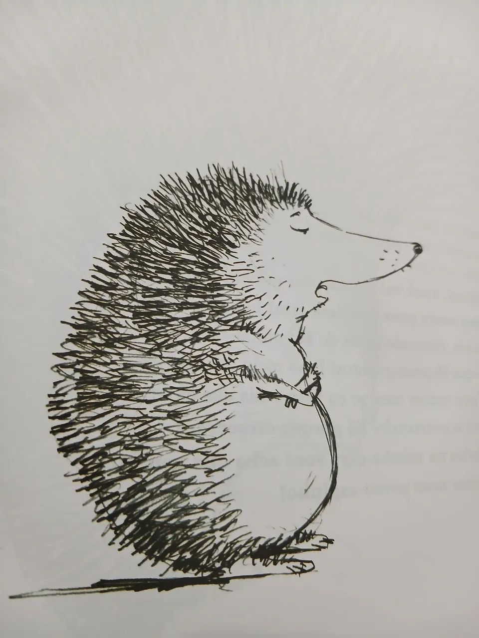 Otávio não é um porco-espinho! - Foto 5