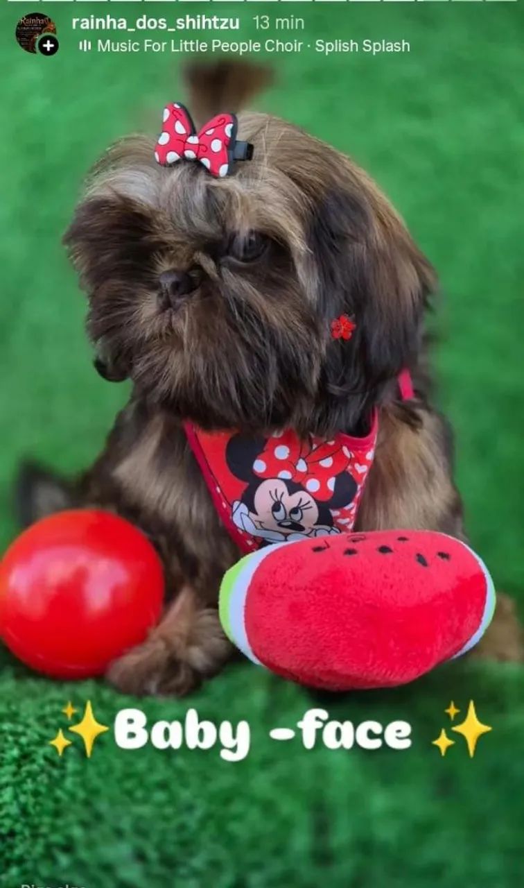 Shih-tzu mini - Foto 4