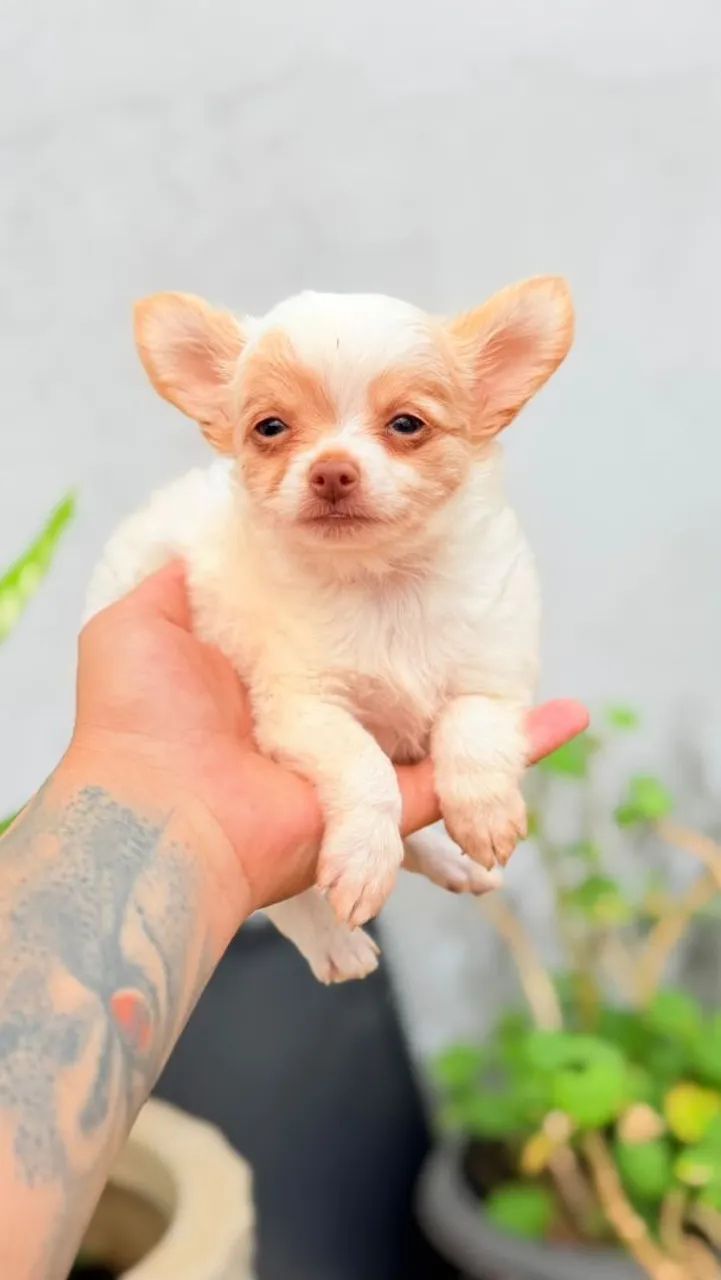 Chihuahua Macho ,Pelo Longo! - Foto 5