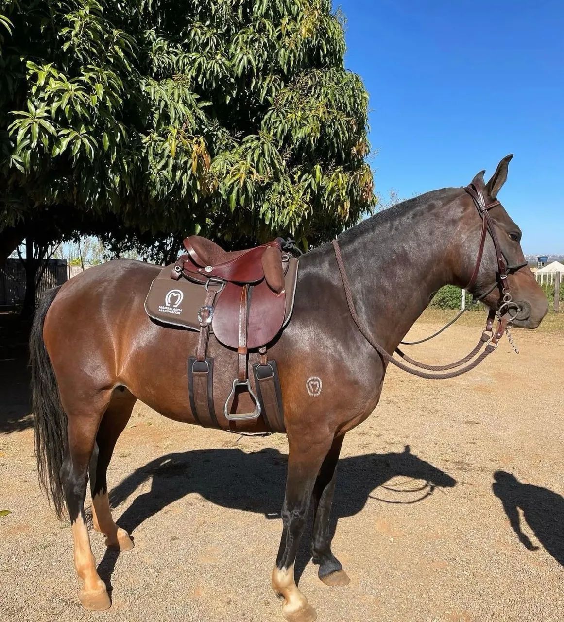 Égua Mangalarga Marchador 