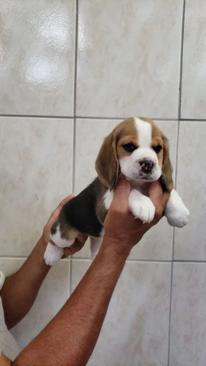 Filhotes de beagle  - Foto 2