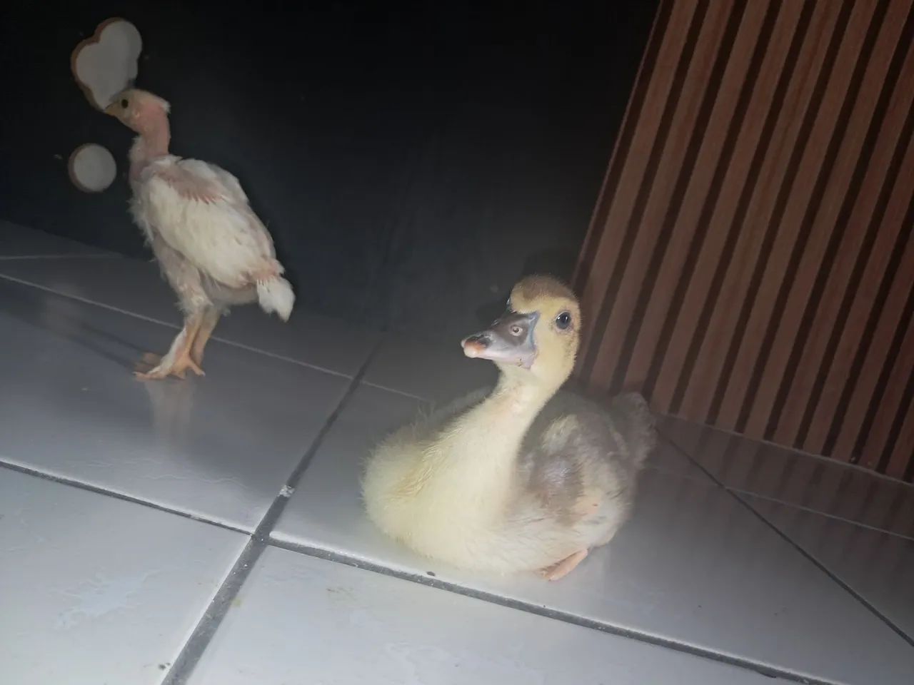 Pato e pintinho - Foto 3