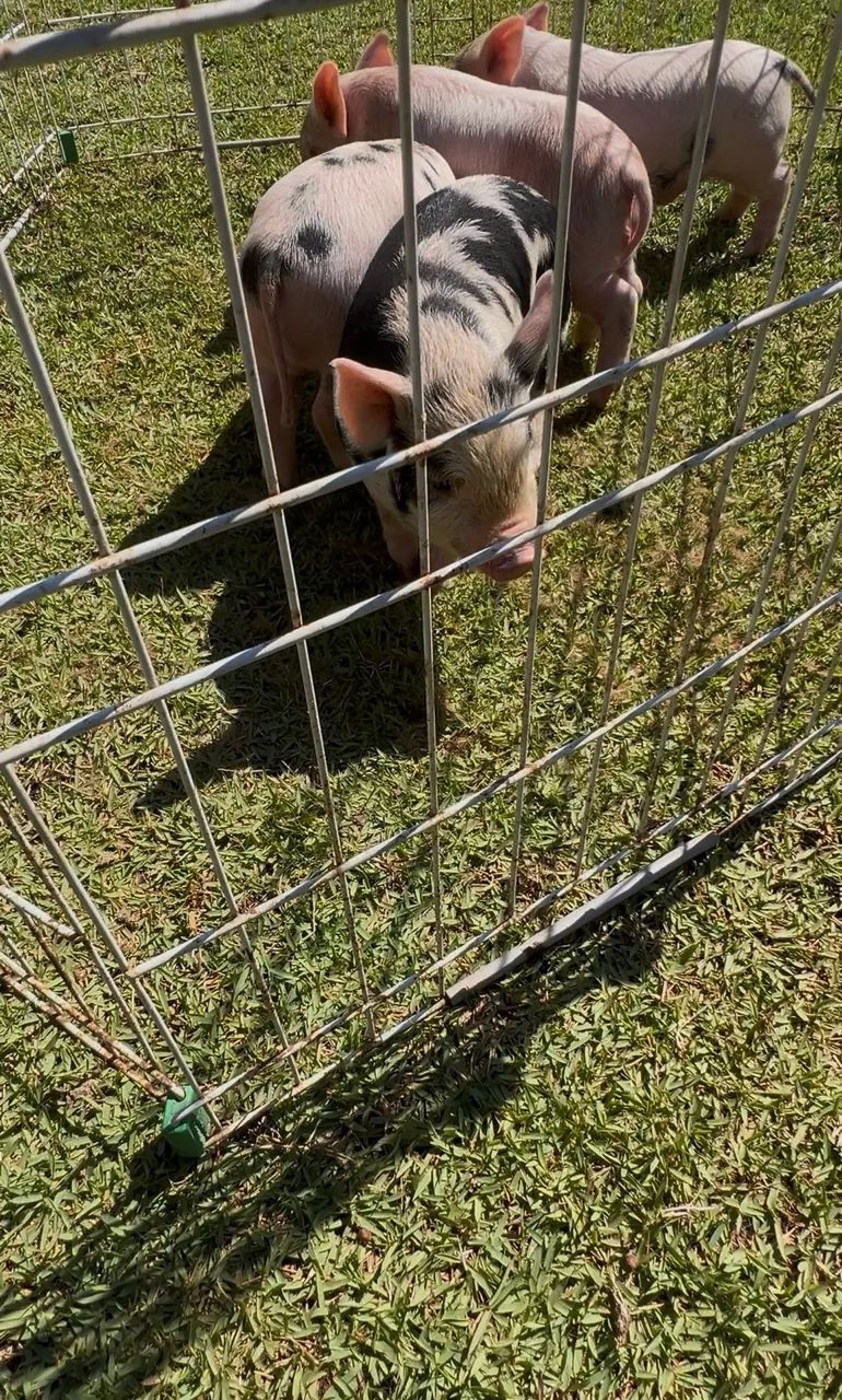 Mini porco  - Foto 4