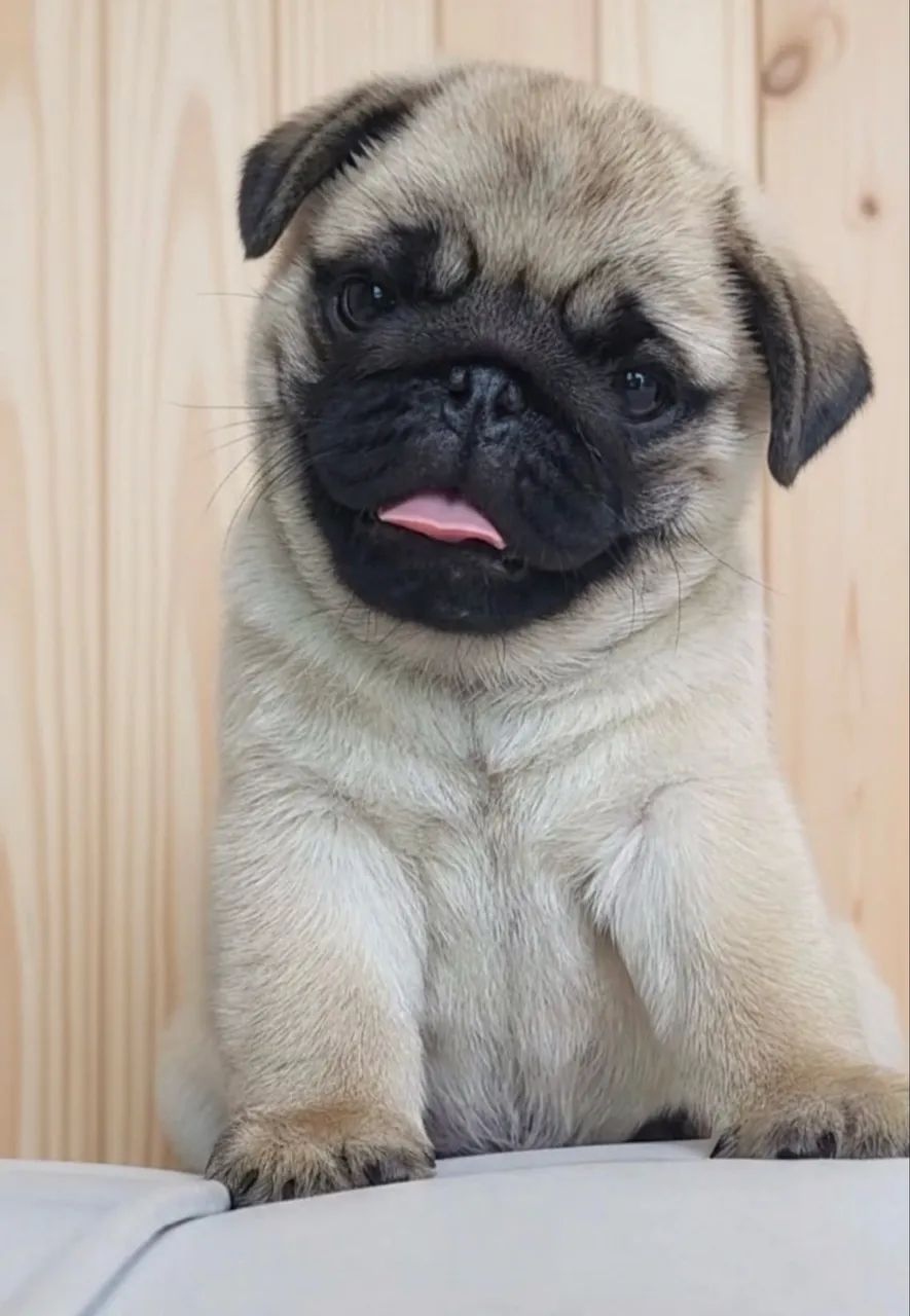 Pug legítimos  - Foto 2