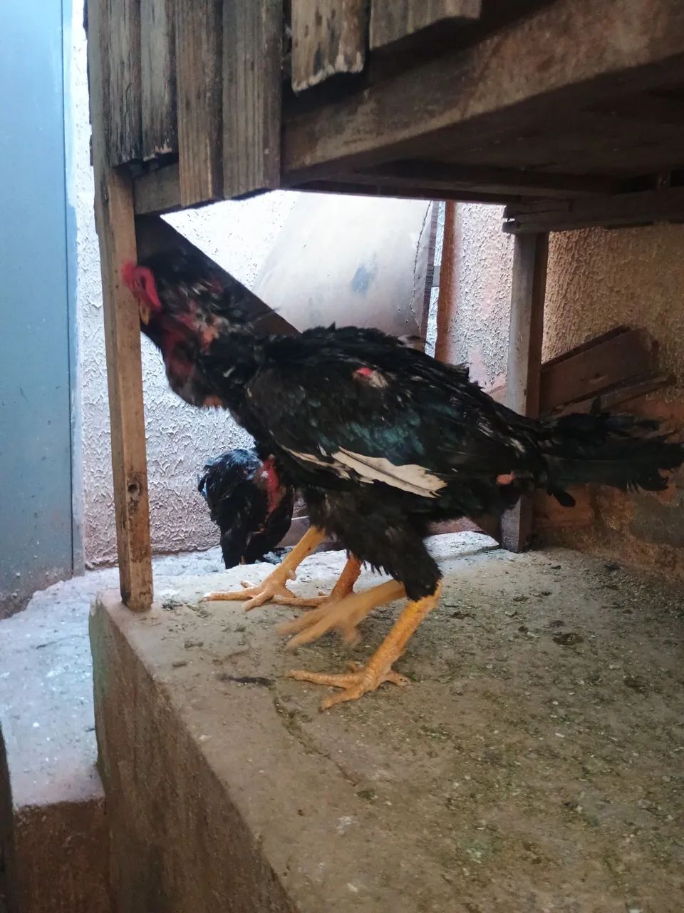 Frangos mura  - Foto 2