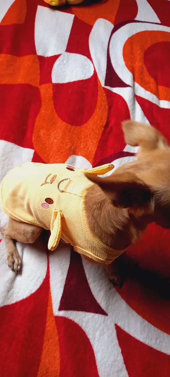 Roupas Pets - Foto 5