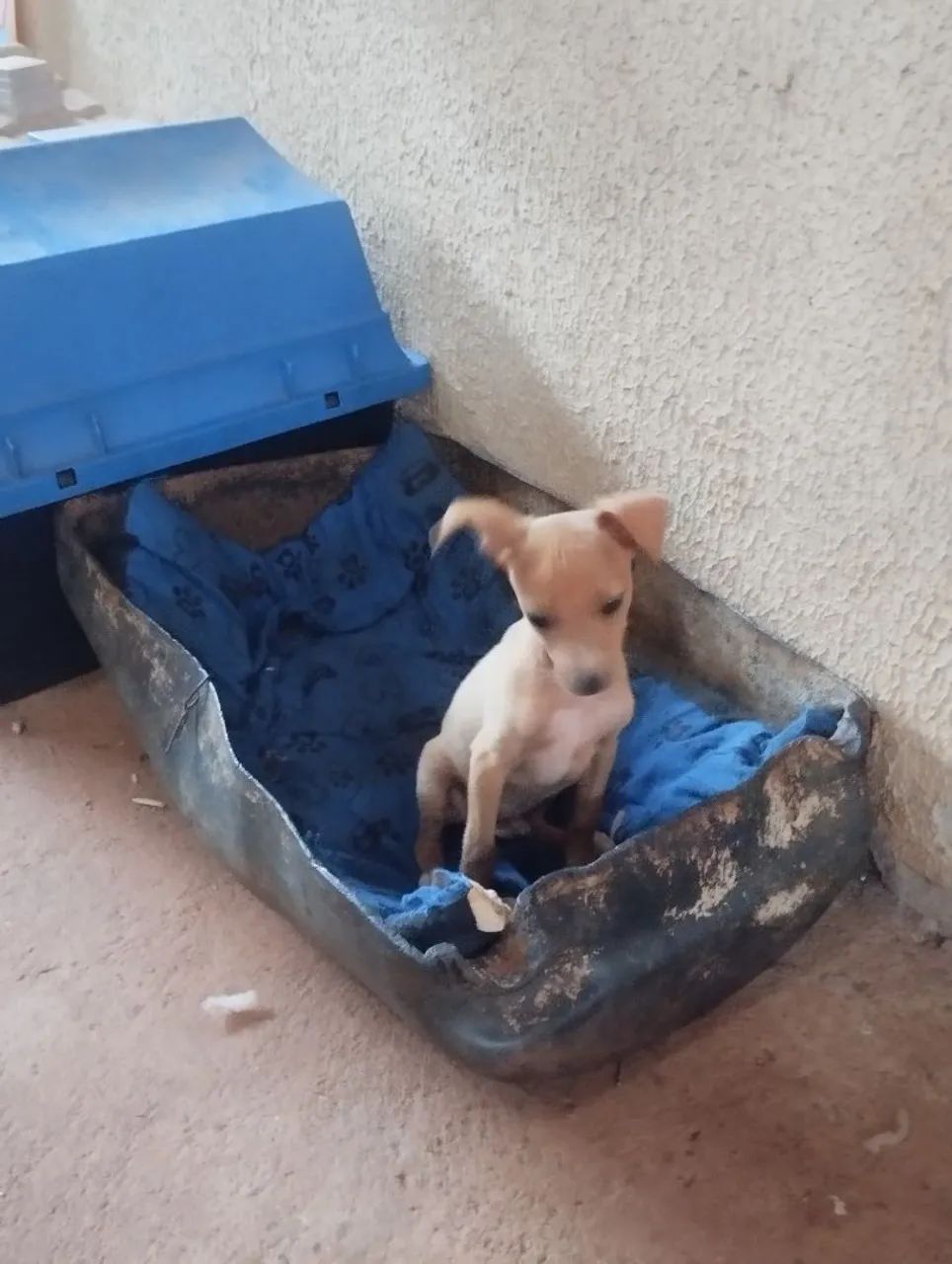 Pinscher  - Foto 2