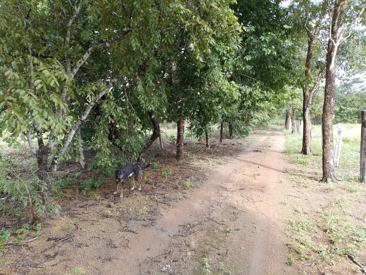Sítio em Caseara Tocantins  - Foto 3
