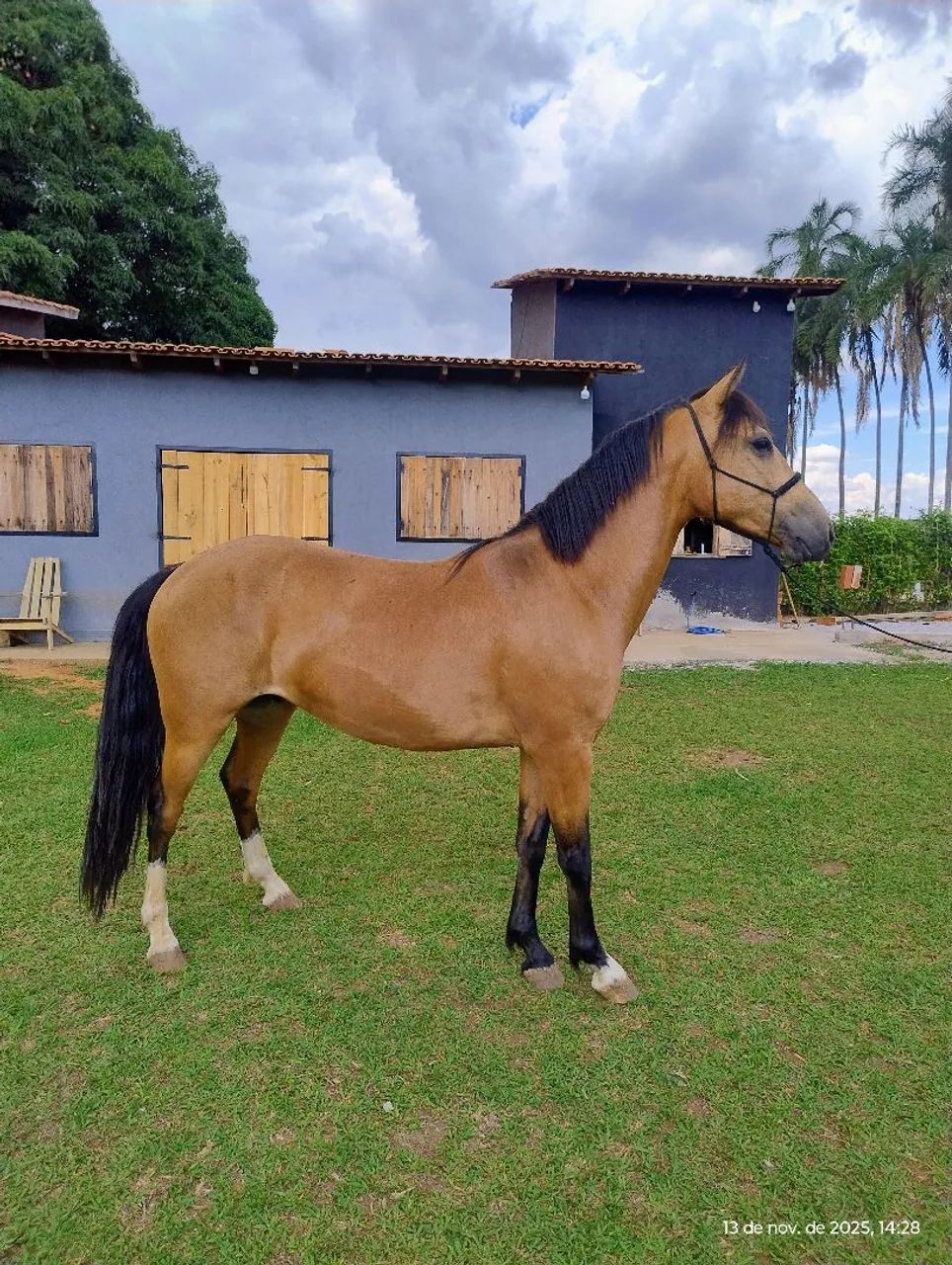 Cavalo Crioulo a Venda
