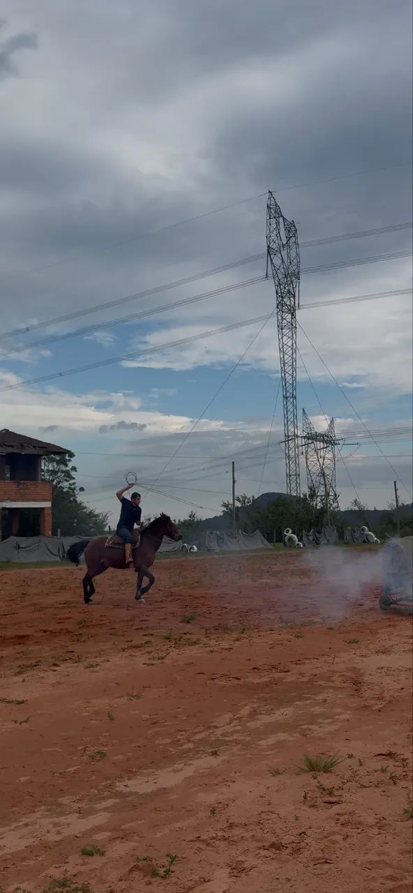 Cavalo Crioulo - Foto 2