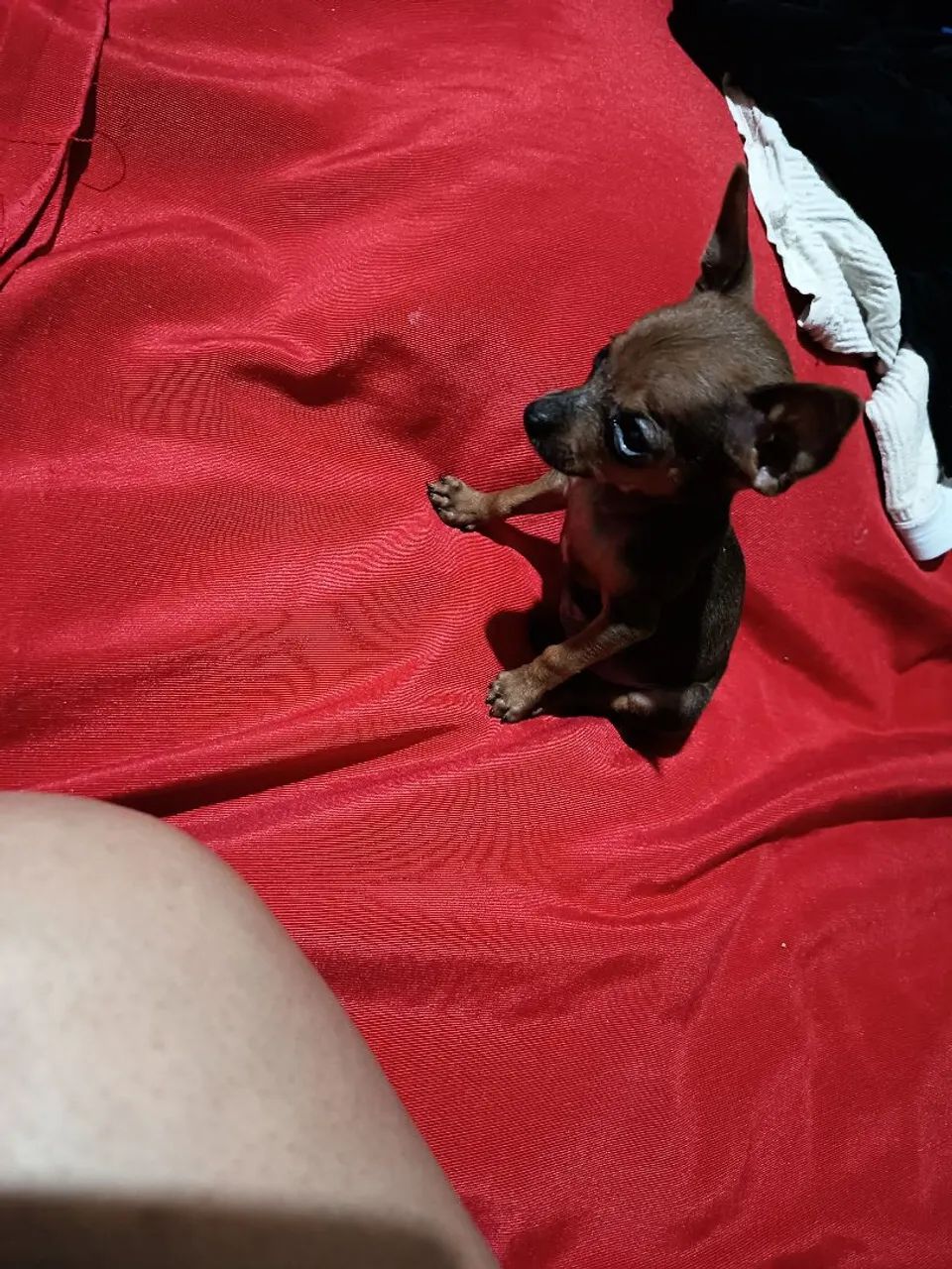 Vendo filhote de Pincher macho zerinho 00
